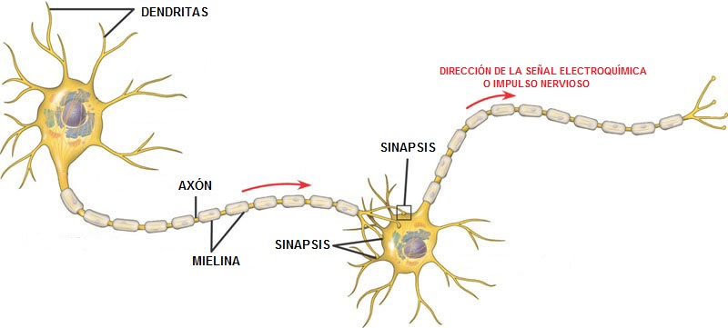 La imagen muestra una representación de lo que sería el momento de la sinapsis neuronal.